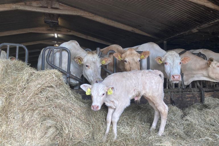 Het 27e kalfje van Atsje 21 werd eind april geboren