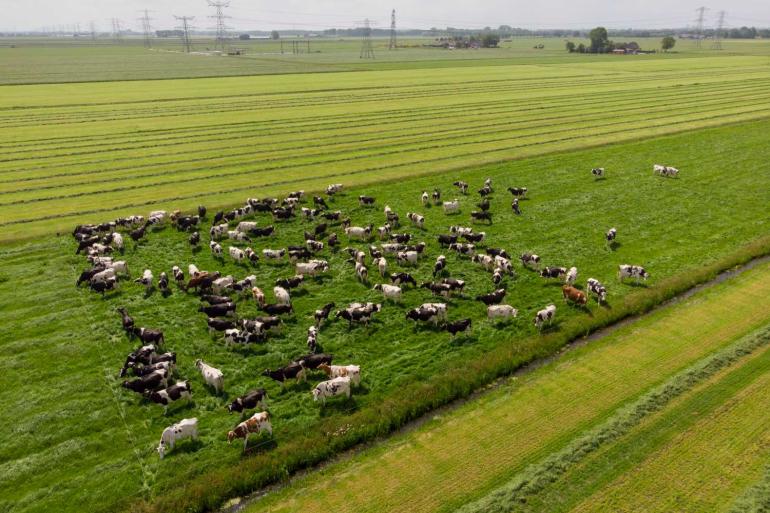 Het gras groeit hard: 130 tot 170 kg droge stof per dag is geen uitzondering