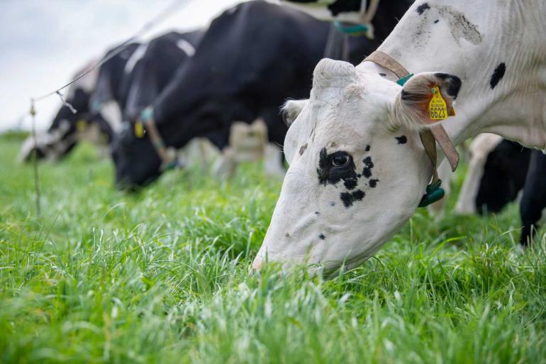 Met grasgroeicijfers van ruim 100 kg droge stof per dag staat er binnen de kortste keren een weidesnede