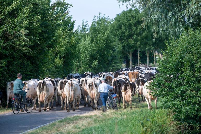 Het is nu het moment om het verse gras goed te benutten via bijvoorbeeld weidegang