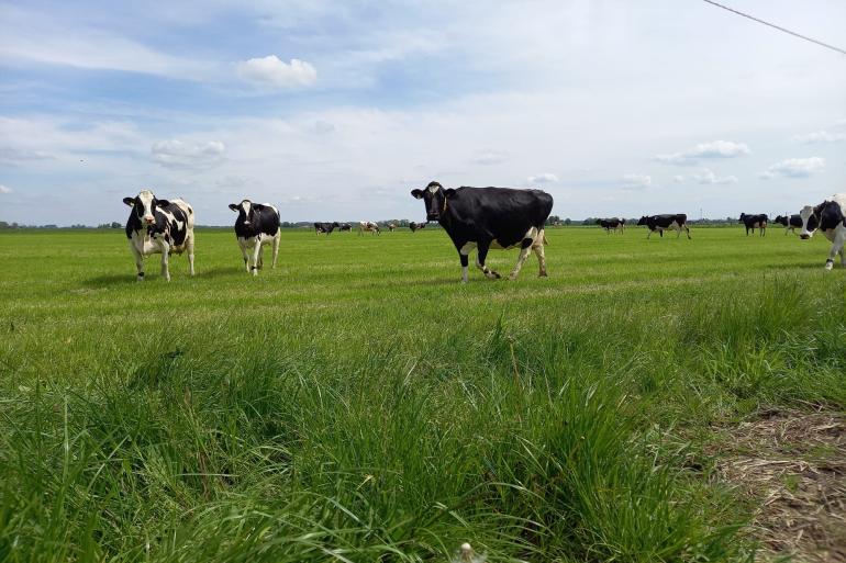 Veel veehouders gaan na het maaien pas voor het eerst weiden