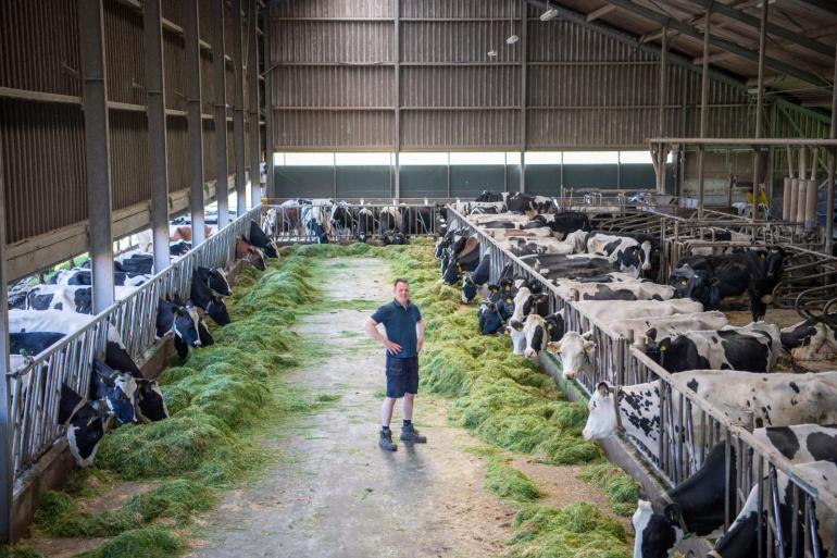 De 150 koeien van Steven Strikwerda benutten zoveel mogelijk gras