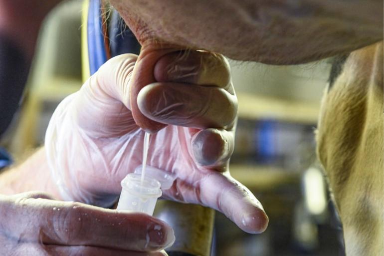 Het melkcontrolecentrum vond in de tankmelkmonsters van vorig jaar vooral omgevingsgebonden bacteriën, zoals streptokokken