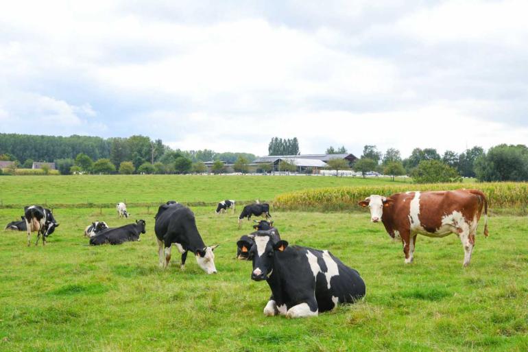 Vijftien procent van de Belgische biologische melkkoeien loopt in Vlaanderen