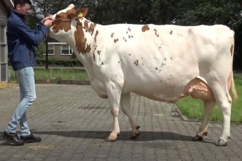 Barendonk Brasilera 26 (v. Agent) wint bij de oudere koeien