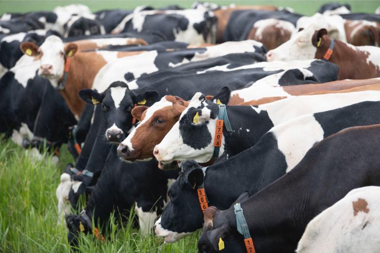 Door regen blijft het lastig om smakelijk gras aan te bieden