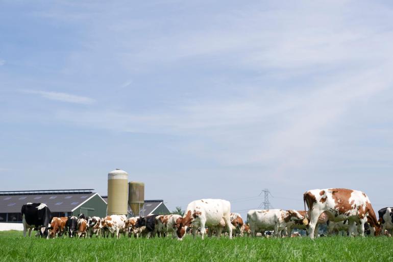 Het meeste geweid wordt er in Noord-Holland. 97 procent van de bedrijven weidt zijn koeien daar