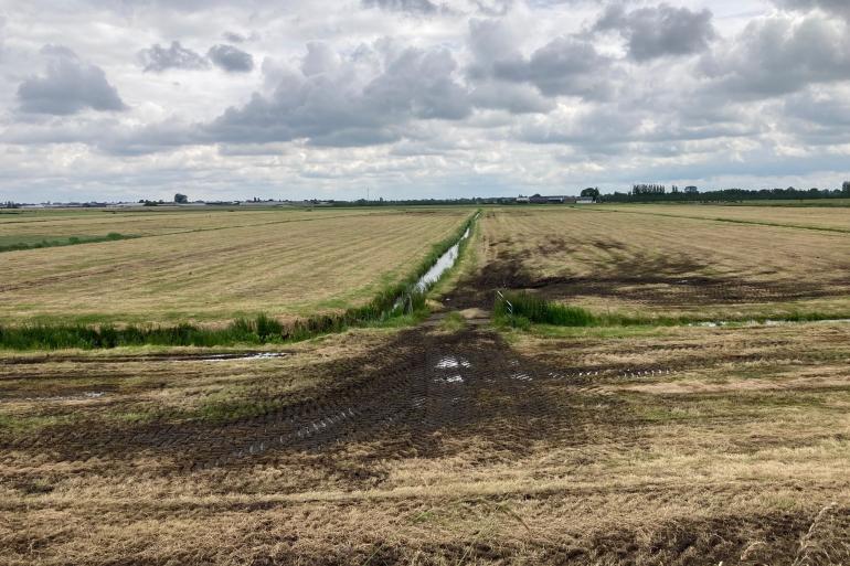 De listeriabacterie kan in het voer komen via het inkuilen van grond