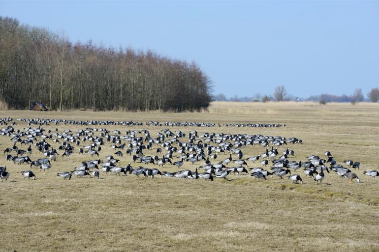 De resultaten van het onderzoek van WBVR onderstrepen de noodzaak om vogelgriep ook bij herkauwers intensief te blijven monitoren