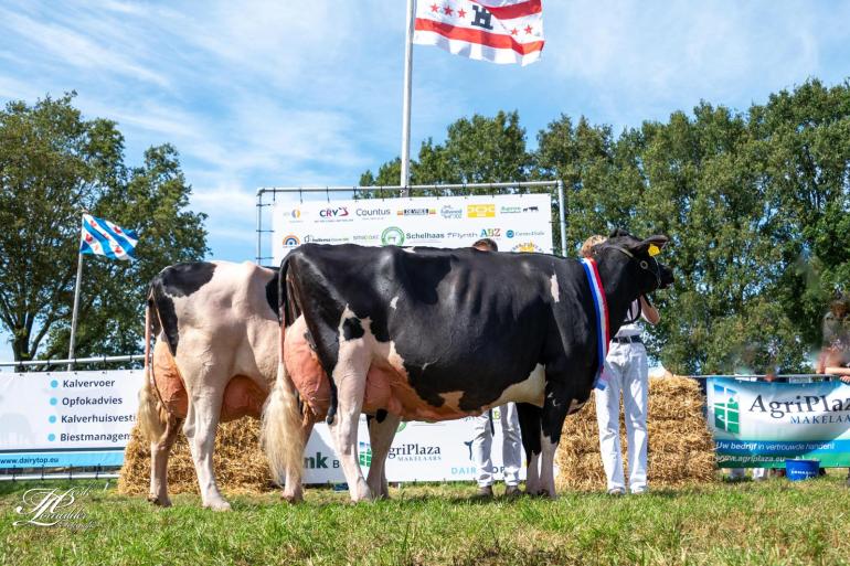 Het kampioensduo bij de senioren, met voorop Geertje 598 en achter haar Drouner Ria 1420 (foto: Henk Lomulder)