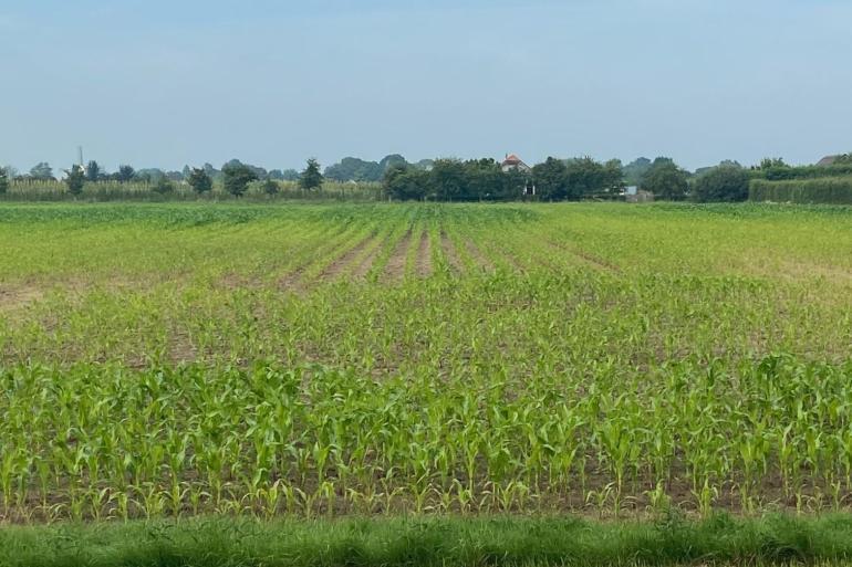 De kans is klein dat  bij kniehoge mais zonder pluim de kolven nog gevuld raken