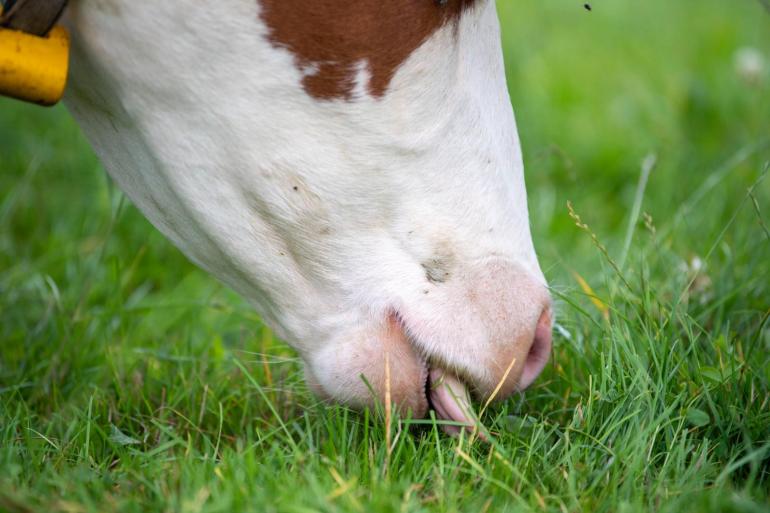 Tussen nu en eind oktober kan er nog veel vers gras groeien dat koeien goed kunnen benutten