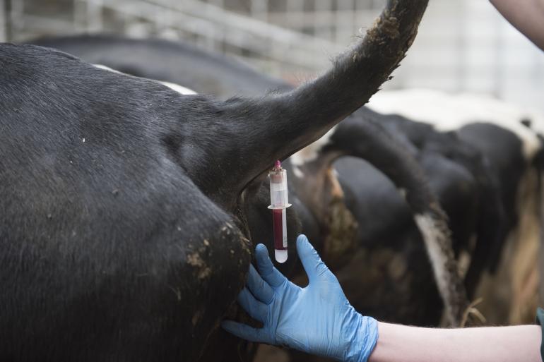 Bij aanvoeronderzoek vond GD 7 bvd-dragers en 34 dragers geboren uit zogenaamde Trojaanse runderen