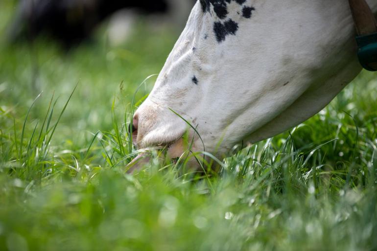 Koelere nachten stuwen het suikergehalte en stimuleren de opname van weidegras