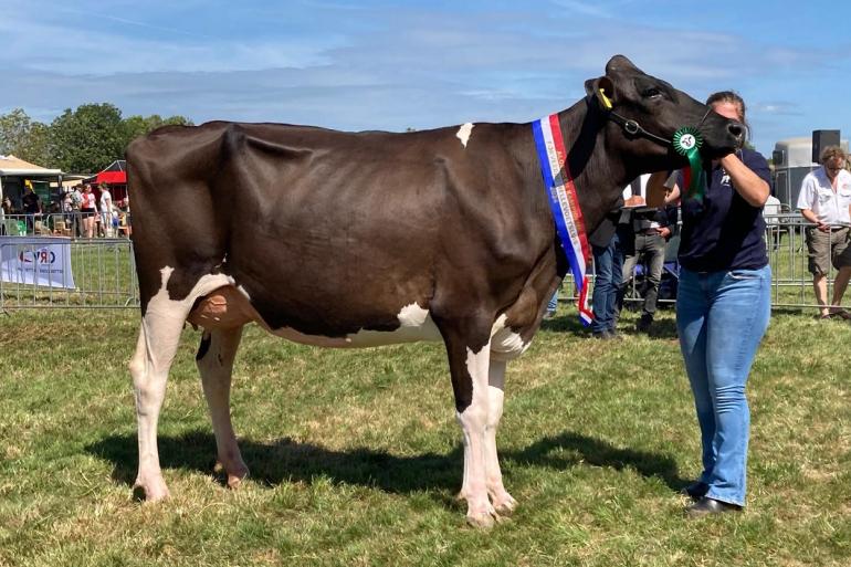 Algemeen kampioene Bea 272 won vorig jaar al de vaarzentitel in Hellevoetsluis