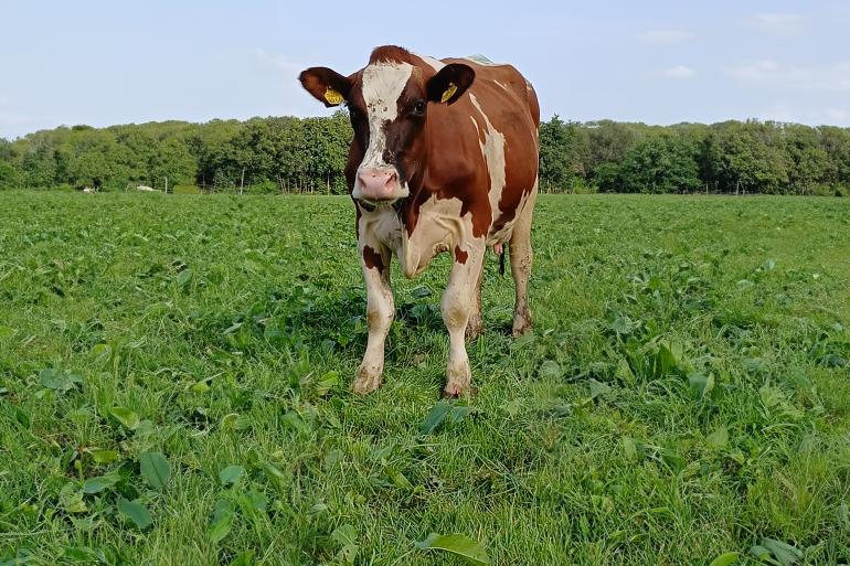 Mrij-koe 9966 beviel half augustus van een vierling en loopt nu al weer gezond in het land