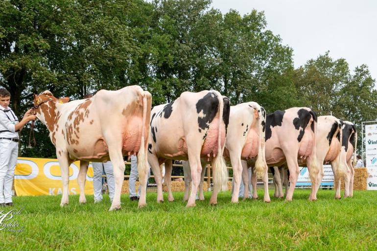 De roodbonte Drouner Aiko 1920 won de vaarzentitel in Lhee (foto: Henk Lomulder)