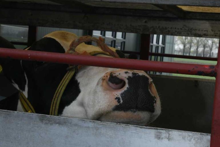 DGZ raadt veehouders aan extra waakzaam te zijn bij veetransport