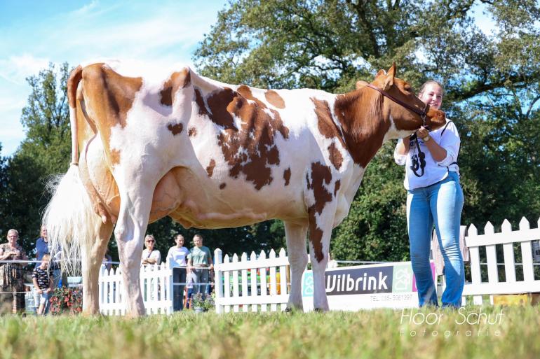 Het algemeen kampioenschap roodbont ging naar Julia 442 (v. Rosebud) van Marco Nieuwenhuis uit Klarenbeek (foto: Floor Schut)