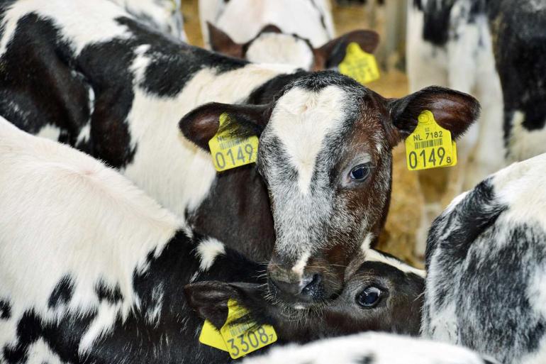 De drie nieuwe kengetallen zijn een succesvolle aanvoer op het vleeskalverbedrijf en een succesvolle opstart in de eerste twee en acht weken na aanvoer (foto: Eric Elbers)