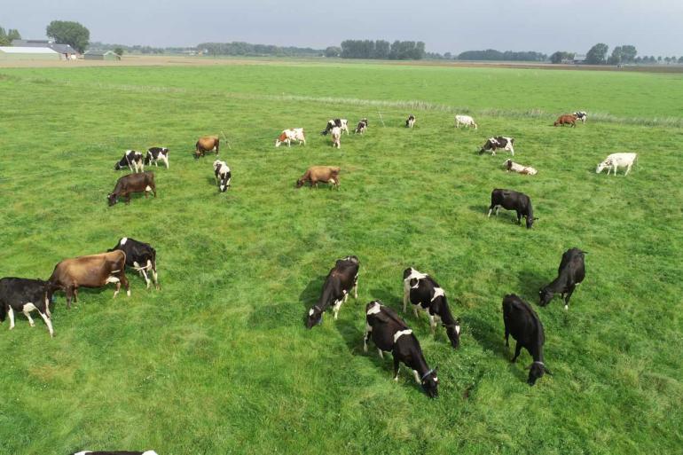 Het merendeel van het biologische areaal bestaat uit grasland