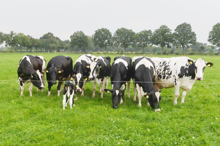 De acht generaties Nellies op een rij