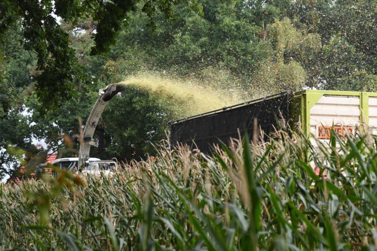 De maispercelen die het verst zijn, halen nu een drogestofgehalte van 27 procent