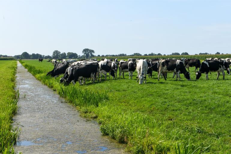 Met de herfst in aantocht komt er meer eiwit in het gras