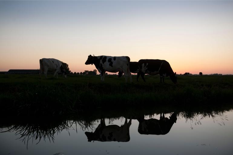 Biologische koeien lopen veel vaker dag en nacht buiten dan koeien op gangbare bedrijven