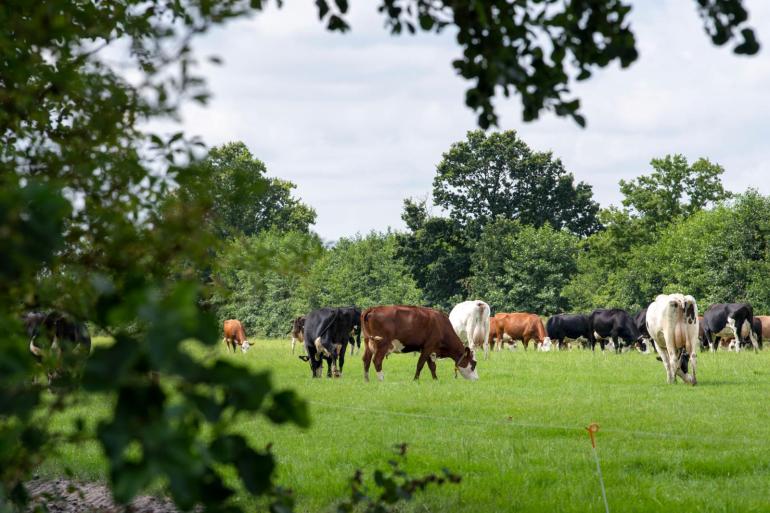 Biologische melkveehouders bij Flynth bereiken onder de streep gemiddeld een marge van 1 tot 3 cent per kg melk