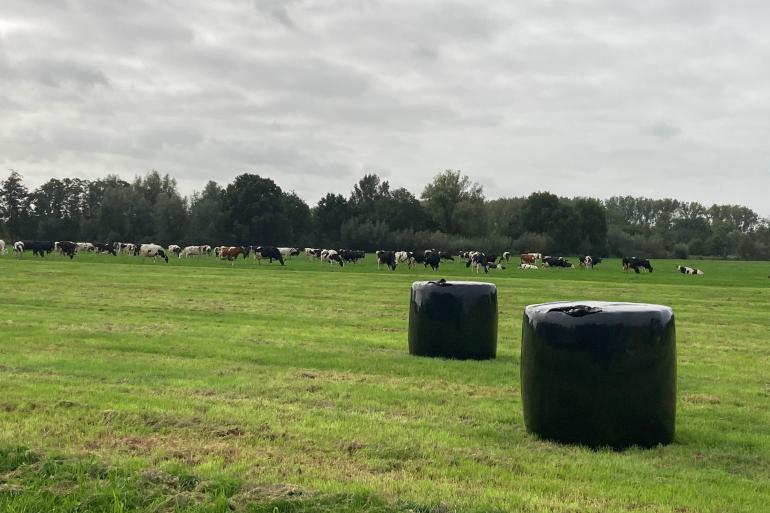 Doordat er veel is gemaaid is er genoeg etgroen om op te weiden