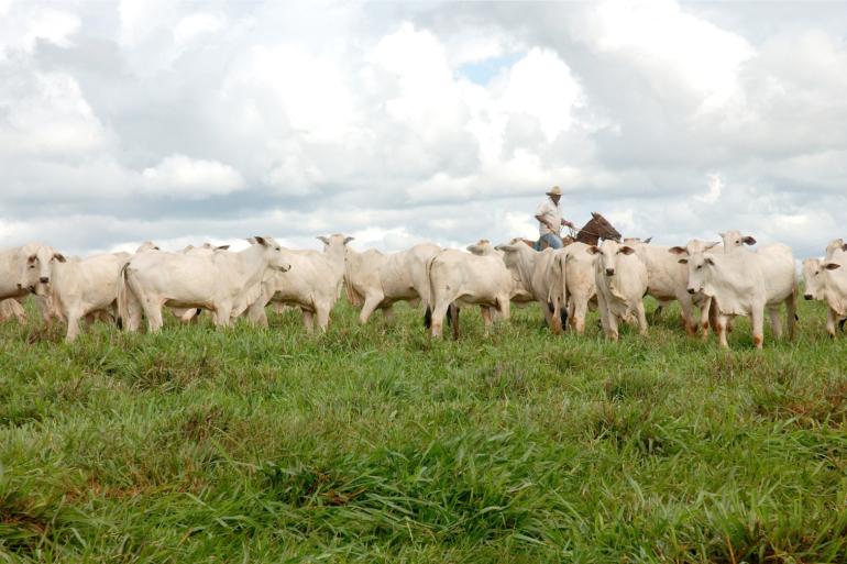 Analisten van Rabobank verwachten dat de productie van rundvlees in Brazilië volgend jaar zal krimpen