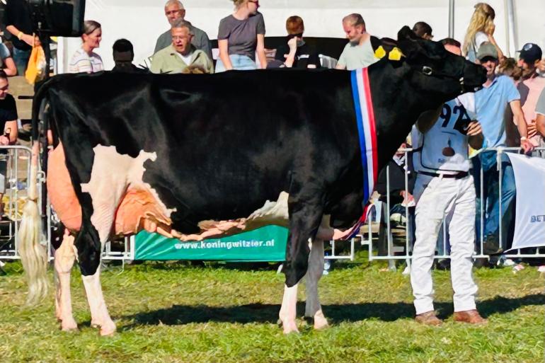 Het dagkampioenschap in Hoornaar kwam op naam van Bankrolldochter Geertje 638 (foto: Auke Landman)