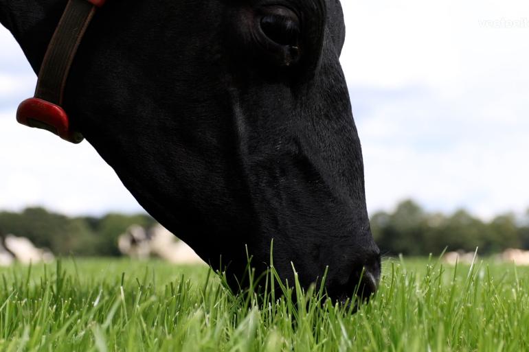 Grasmengsels met High Sugar Grass worden goed opgenomen