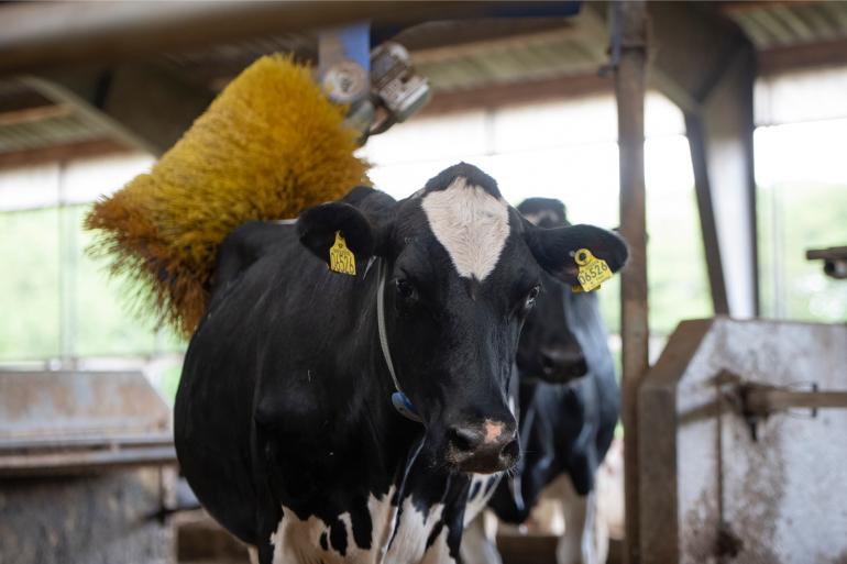 Voor het maken van ketendeals dierwaardige veehouderij heeft de minister een budget beschikbaar van 1 miljoen euro