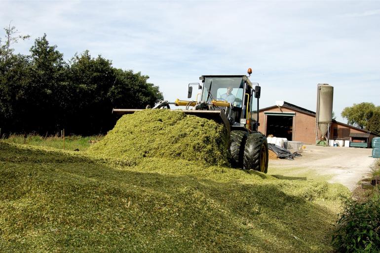 Natte mais inkuilen bovenop goede mais bederft de smaak en kwaliteit van de hele kuil