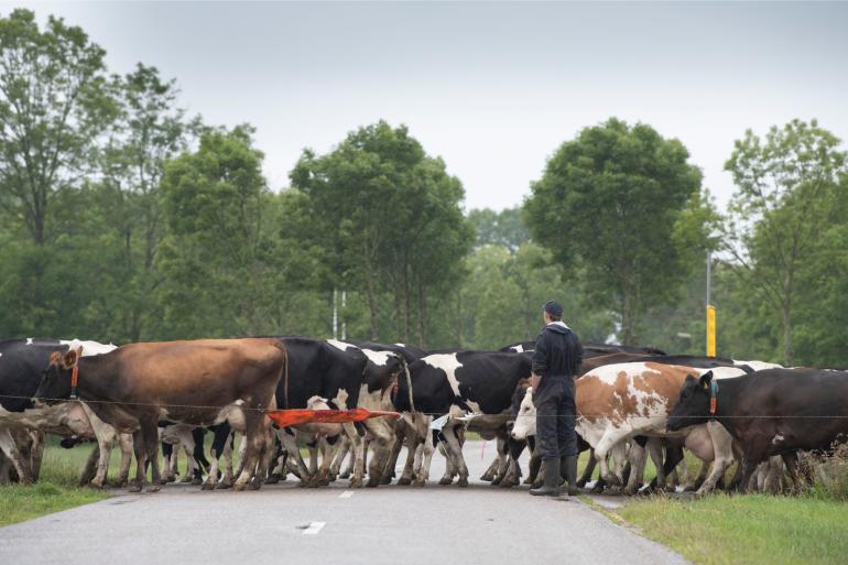 Een paar uur weidegang per dag draagt al bij aan minder aantal kreupele koeien