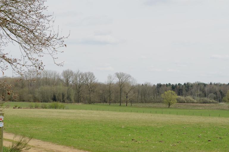 Van de 250 vierkante kilometer jachtterrein die een wolvenroedel gemiddeld gebruikt, ligt in Nederland de helft buiten natuurgebieden