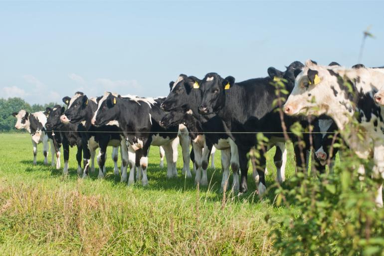 Op bijna de helft van de bedrijven volgt het jongvee een groeicurve voor een afkalfleeftijd van 26 maanden of meer