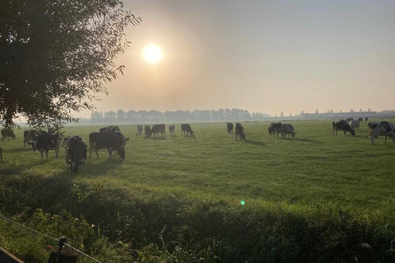 De kwaliteit van het herfsgras is nu vergelijkbaar met andere jaren