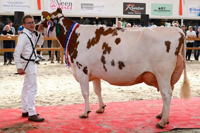 In juni schreef Trillie 171 (v. Carnival) van de familie Vosman de eerste Nationale Roodbont Show op haar naam (foto: Henk Lomulder)