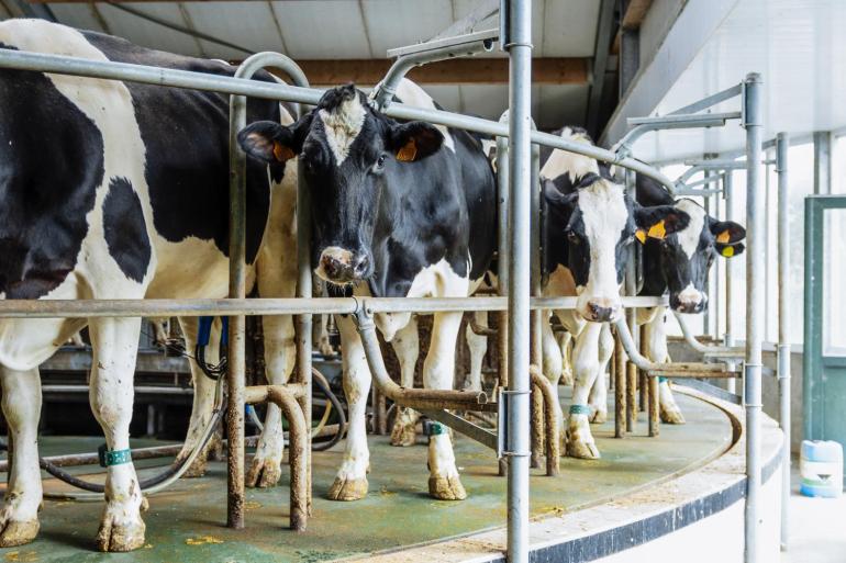 Op de locatie in Hoogstraten werkt Dams met een 28-stands binnenmelker