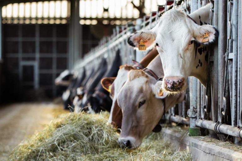 België is sinds 2003 officieel vrij van rundertuberculose