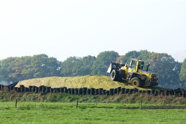 Na 15 oktober stijgt de voederwaarde van snijmais nauwelijks meer