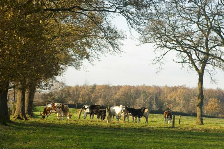 Gebruik de pinken niet als weidebloter; het gras hoeft er niet als een gazonnetje bij te liggen