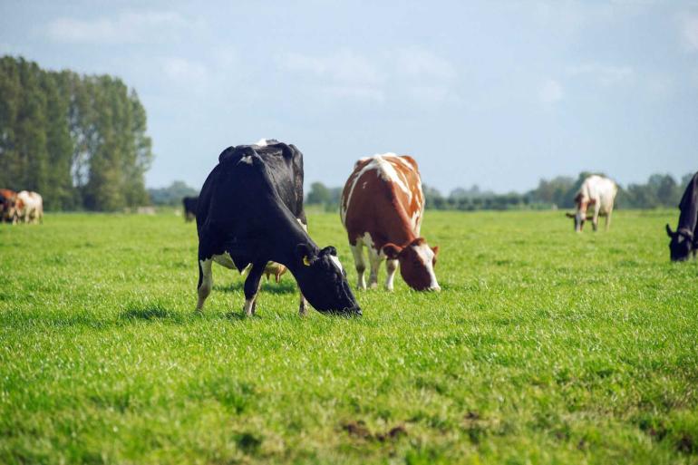 Met vem-waarden van tussen de 950 en 980 per jaar en een ruweiwitgehalte van 230 à 240 gram ligt de kwaliteit van het gras op een normaal niveau voor de tijd van het jaar