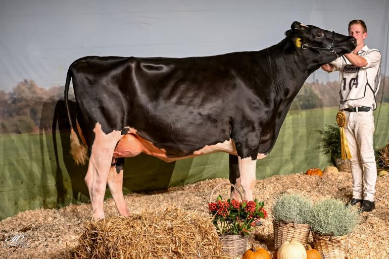 Grietje 293 (v. Malki) won in Vriezenveen het algemeen kampioenschap zwartbont (foto: Henk Lomulder)