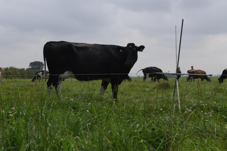 Stripgrazen is een belangrijk onderdeel van het succes om koeien veel gras te laten opnemen bij Agnes de Boer