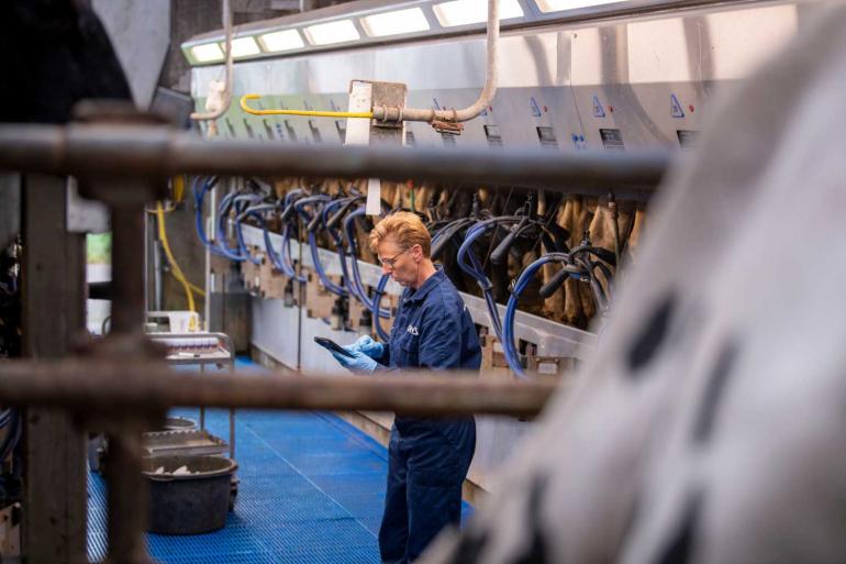 De gerealiseerde levensproductie van de afgevoerde stamboekkoeien lag op gemiddeld 38.293 kg melk 