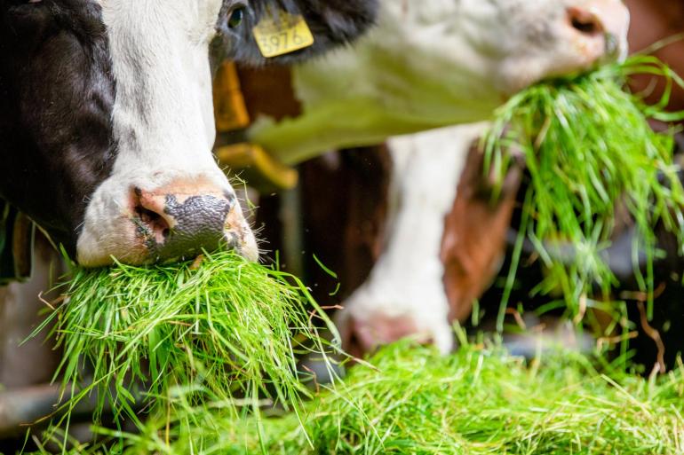 Het voeren van vers gras op stal is een mooie aanvulling op het winterrantsoen